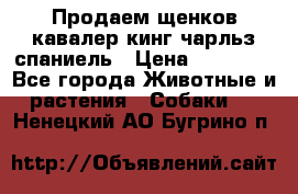 Продаем щенков кавалер кинг чарльз спаниель › Цена ­ 60 000 - Все города Животные и растения » Собаки   . Ненецкий АО,Бугрино п.